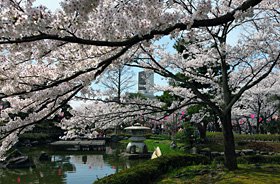 로조공원(芦城公園)의 벚꽃
